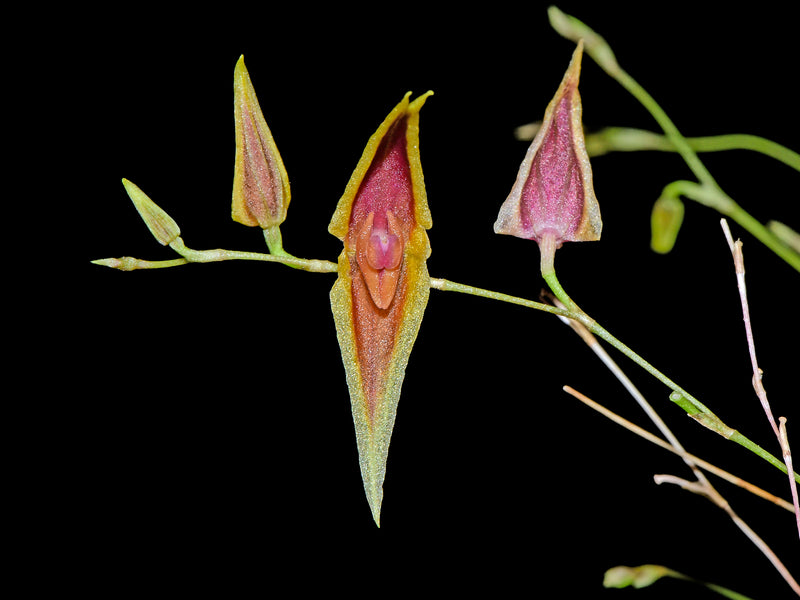 Lepanthes Barad-dur