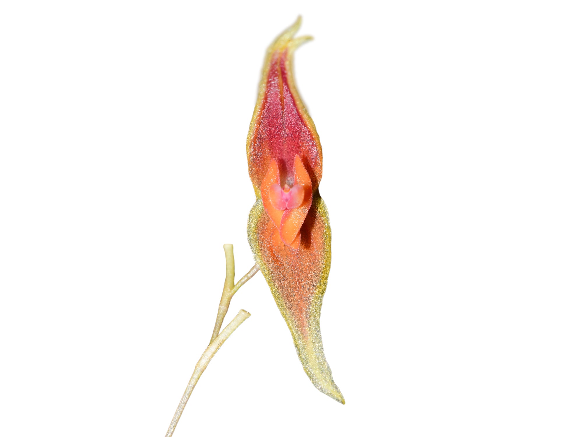 Lepanthes Barad-dur