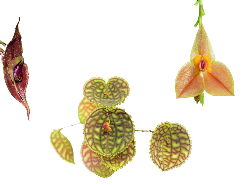 Lepanthes Bundle