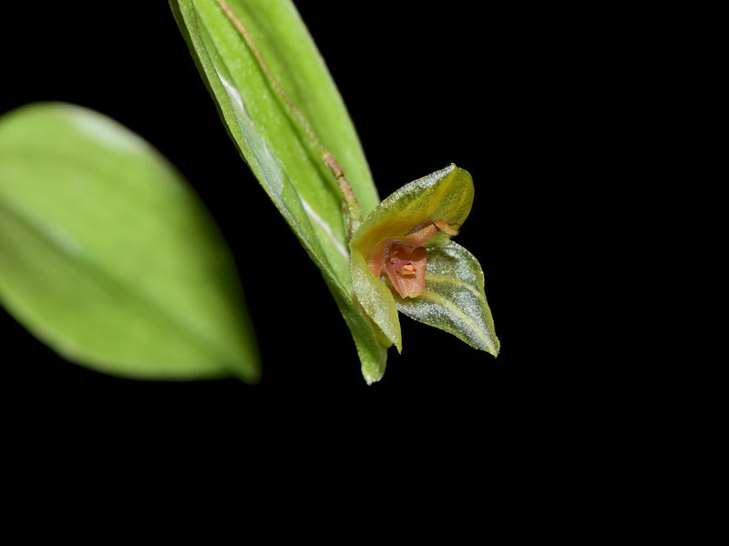 Lepanthes Coral Butterfly xanthina