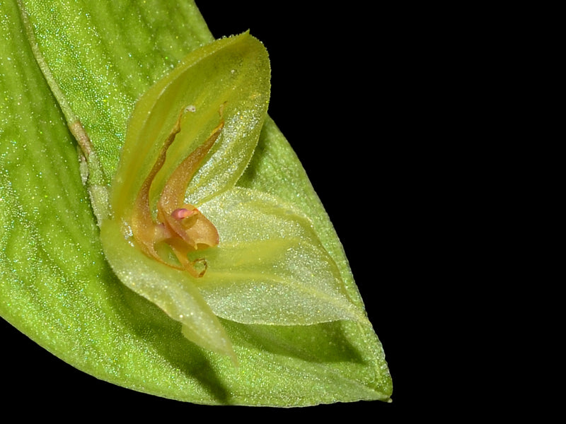 Lepanthes Coral Butterfly xanthina