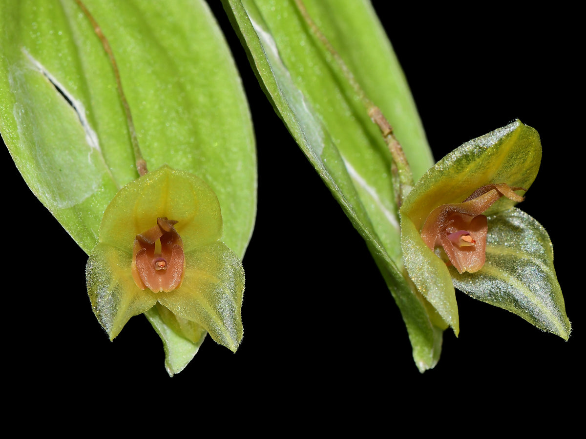 Xanthia Lepanthes Coral Butterfly xanthina — Ecuagenera Orquídeas del Ecuador