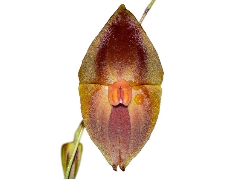 Lepanthes Elegant Escobar