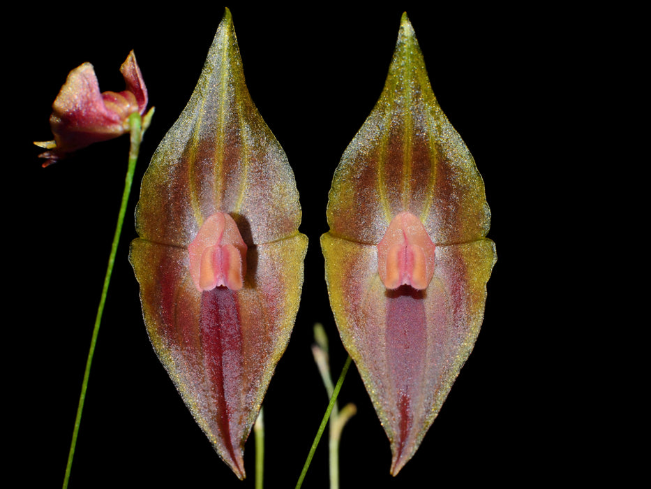 Lepanthes Elegant Escobar