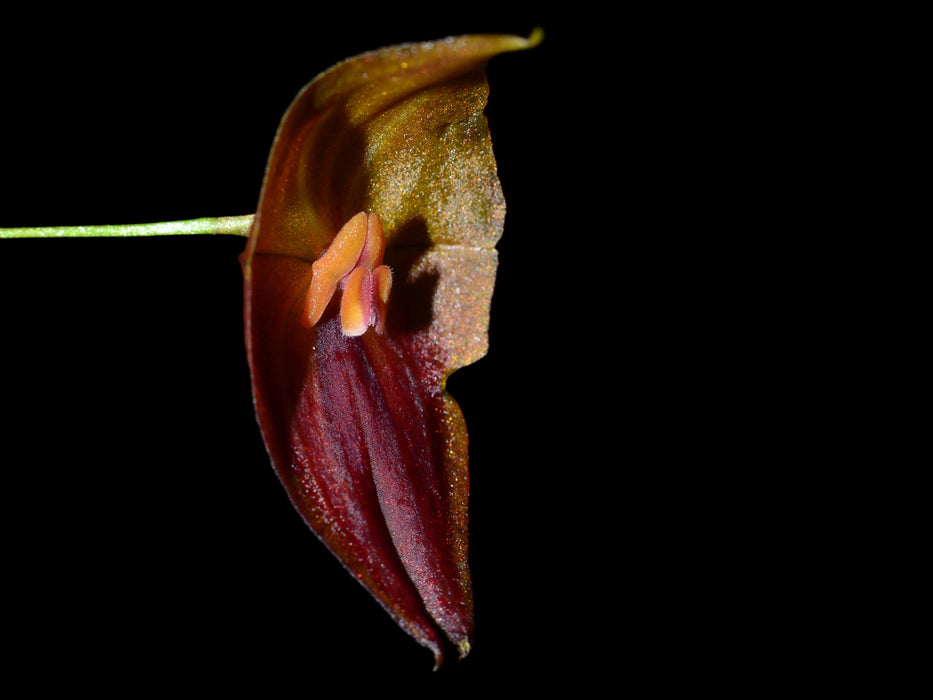 Lepanthes Elegant Escobar