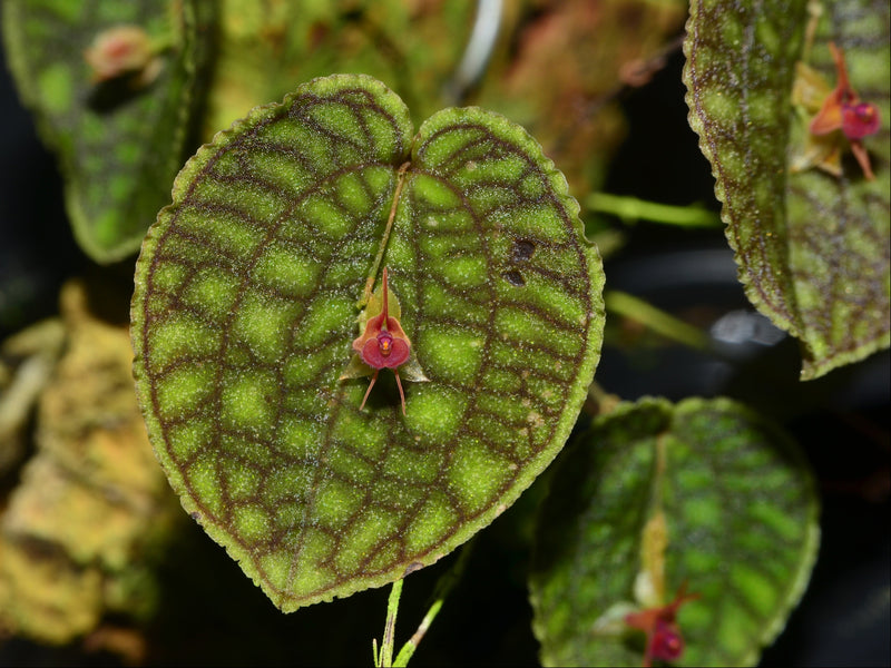 Lepanthes Jmcalsa
