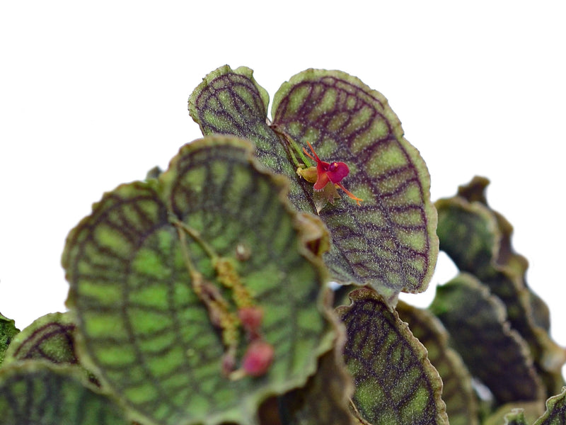 Lepanthes Jmcalsa