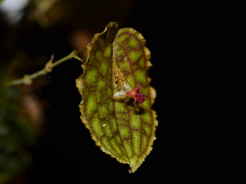 Lepanthes Jmcalsa