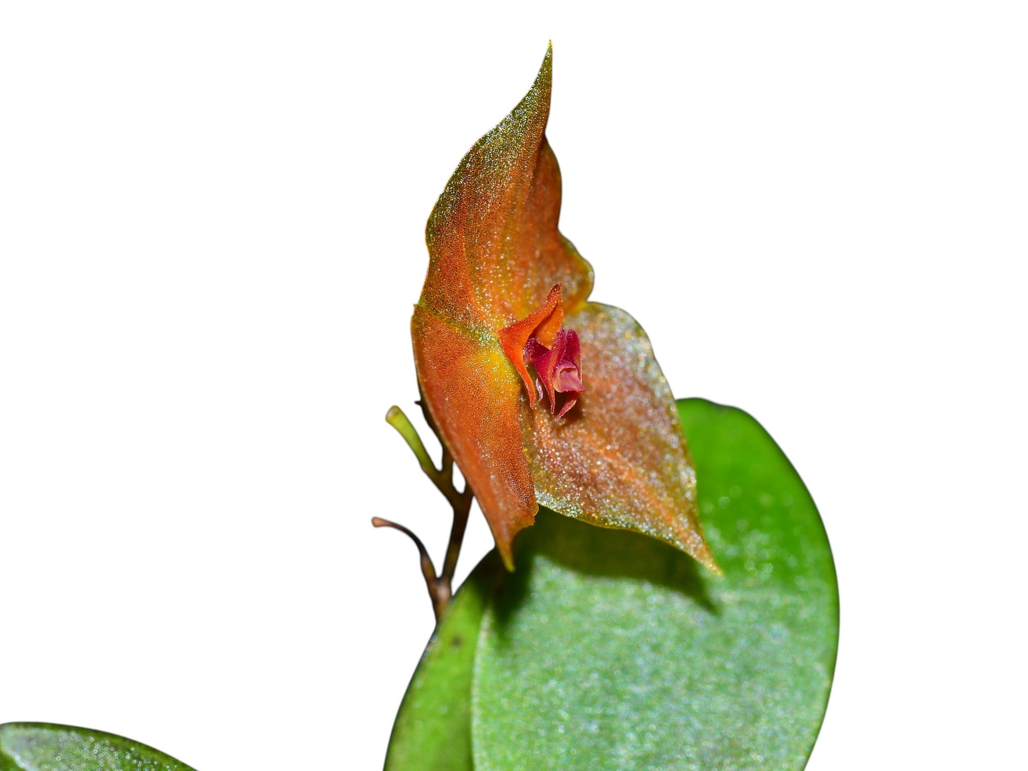 Lepanthes Miva