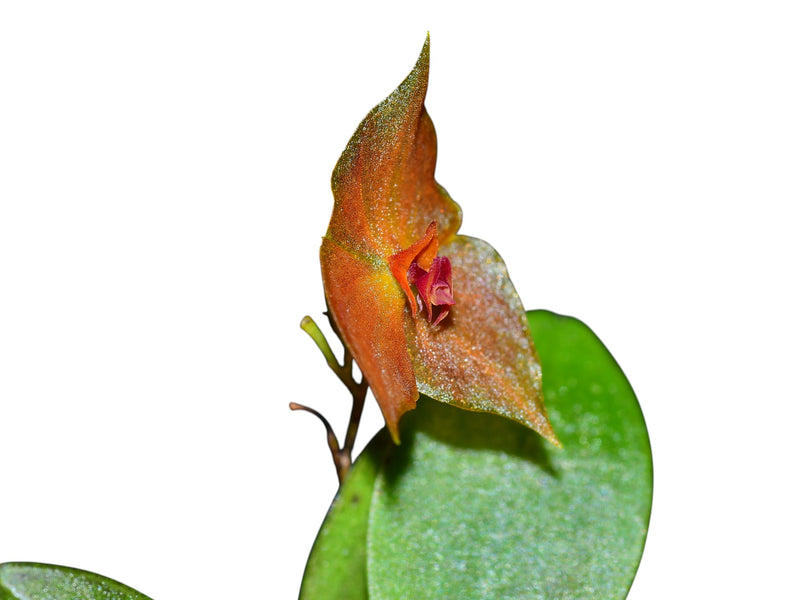 Lepanthes Miva