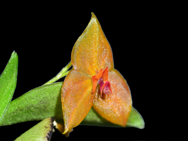 Lepanthes Miva