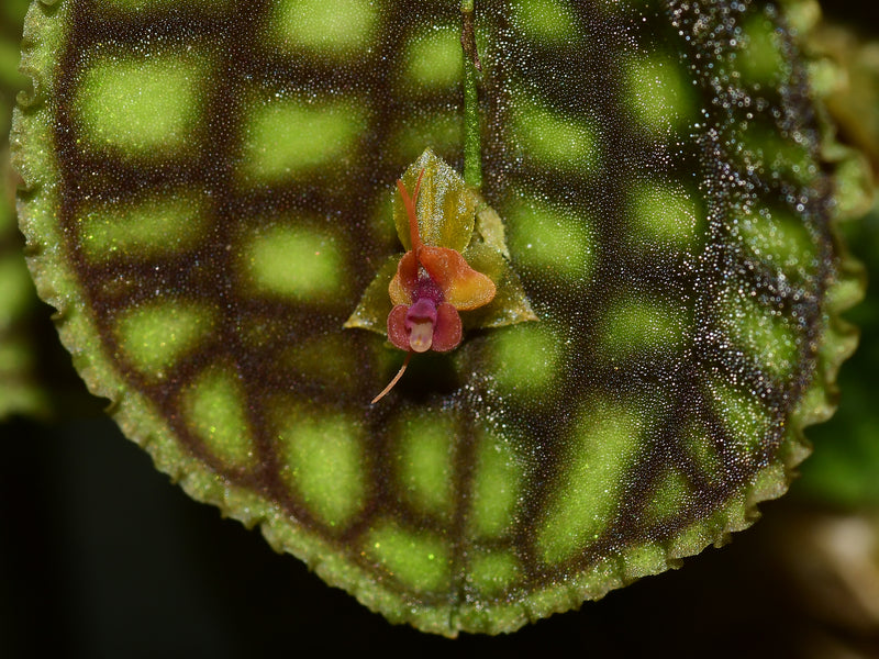 Lepanthes Nettare