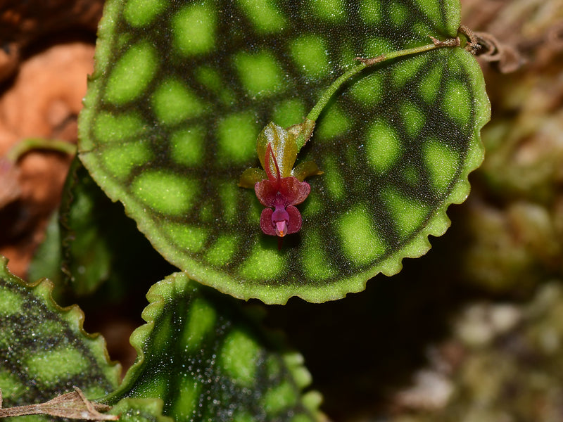 Lepanthes Nettare