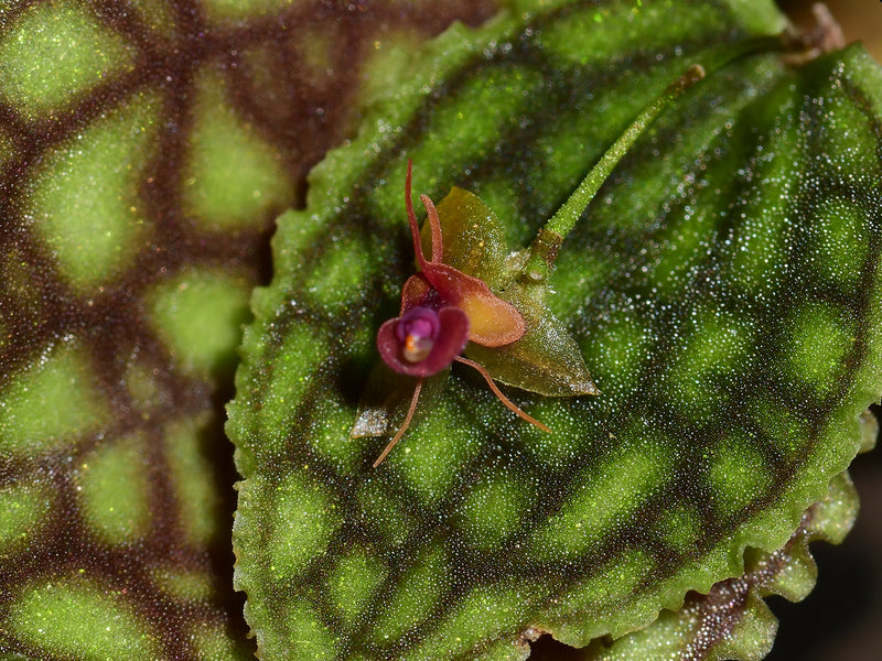 Lepanthes Nettare