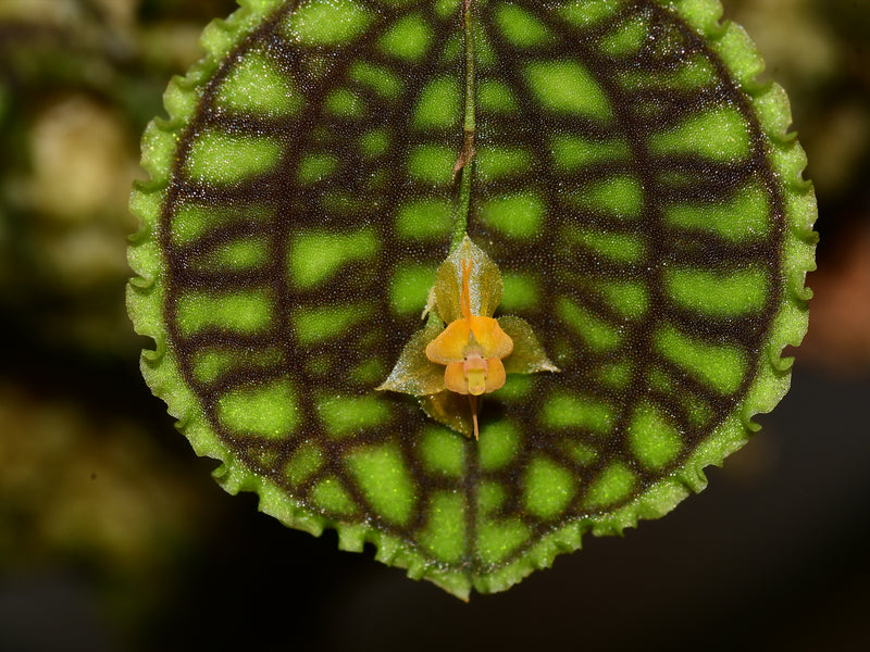 Lepanthes Nettare f. xanthinum