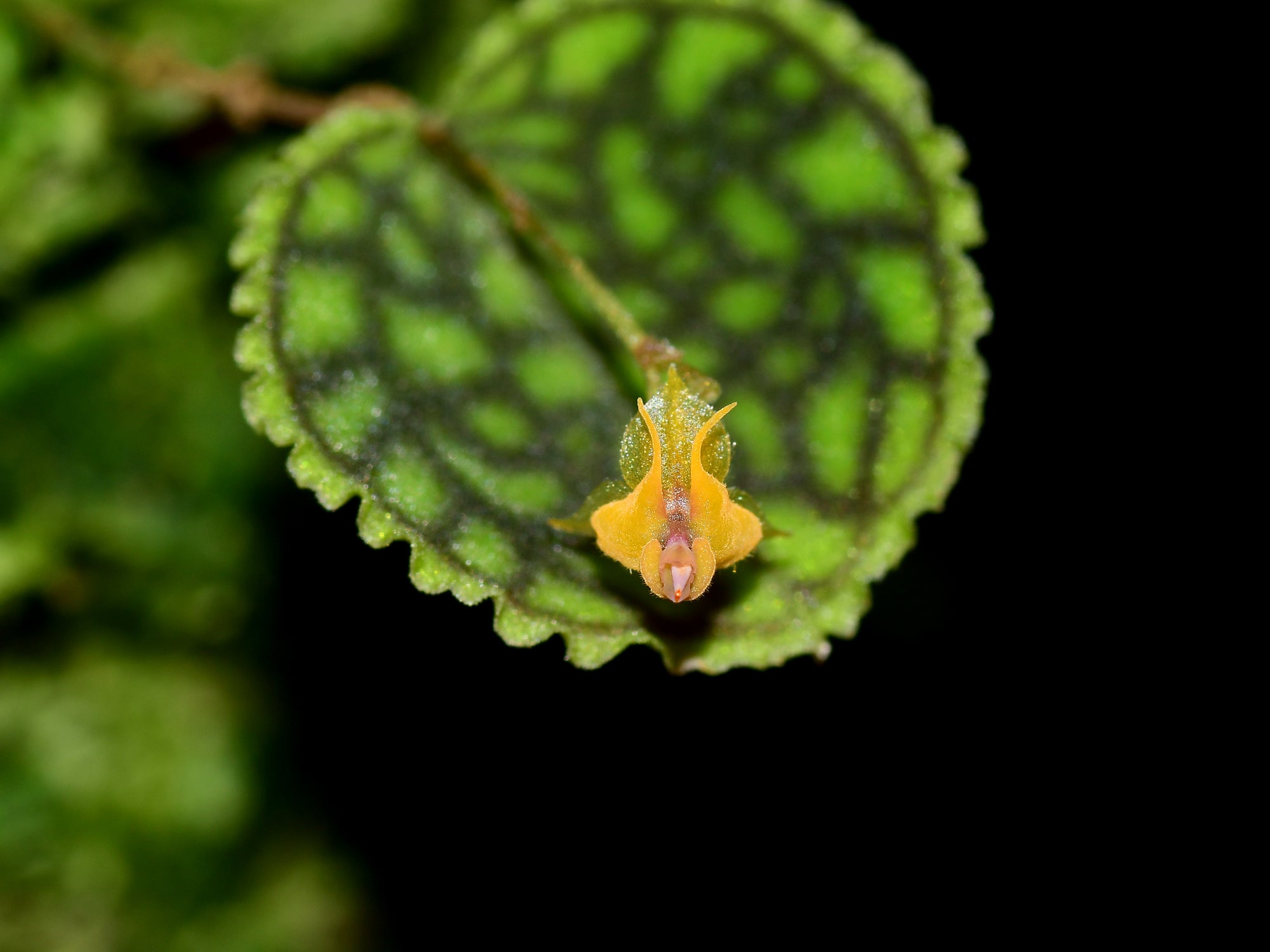 Lepanthes Nettare f. xanthinum