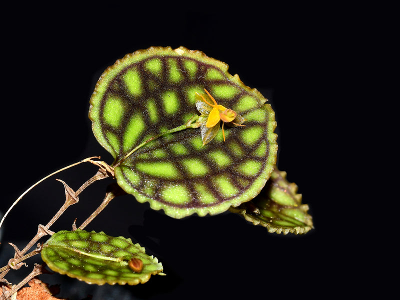 Lepanthes Nettare f. xanthinum