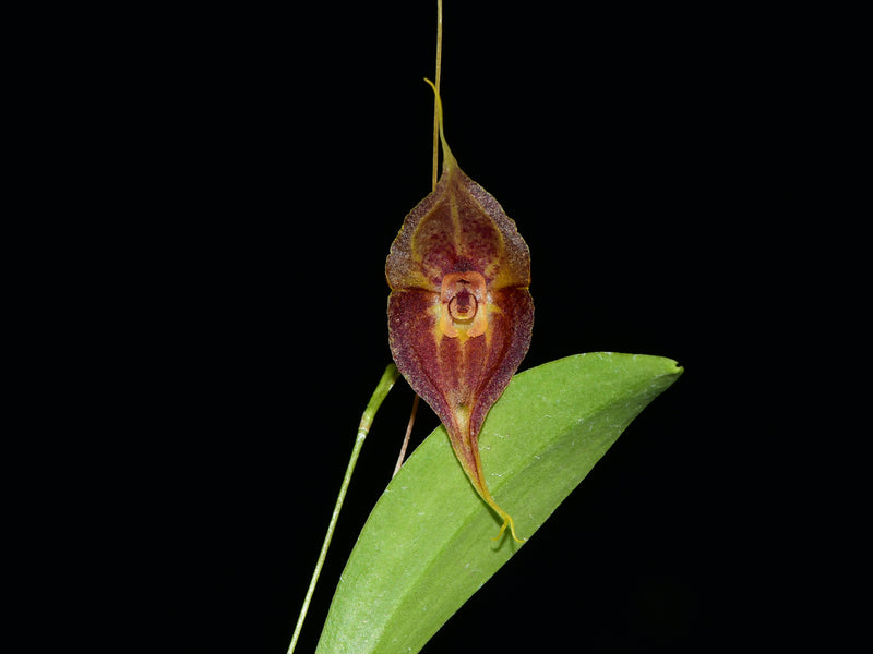 Lepanthes Sauron