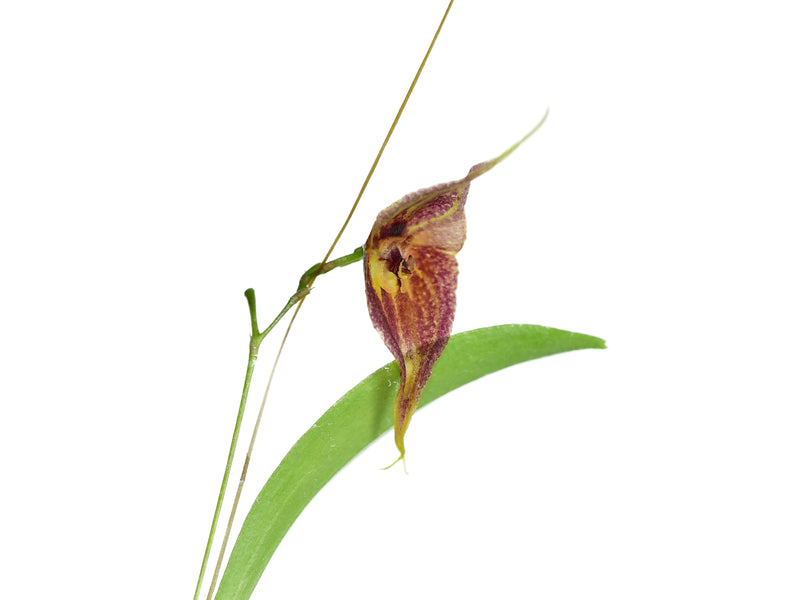 Lepanthes Sauron