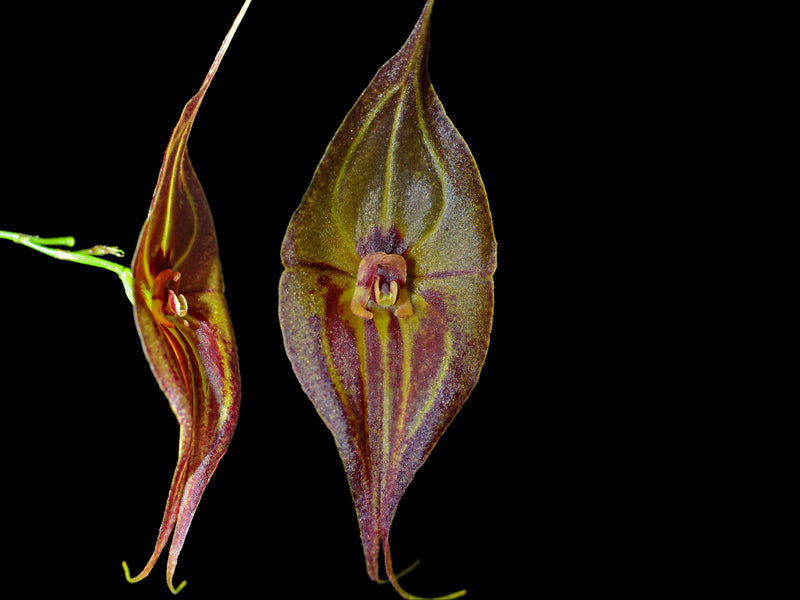 Lepanthes Sauron