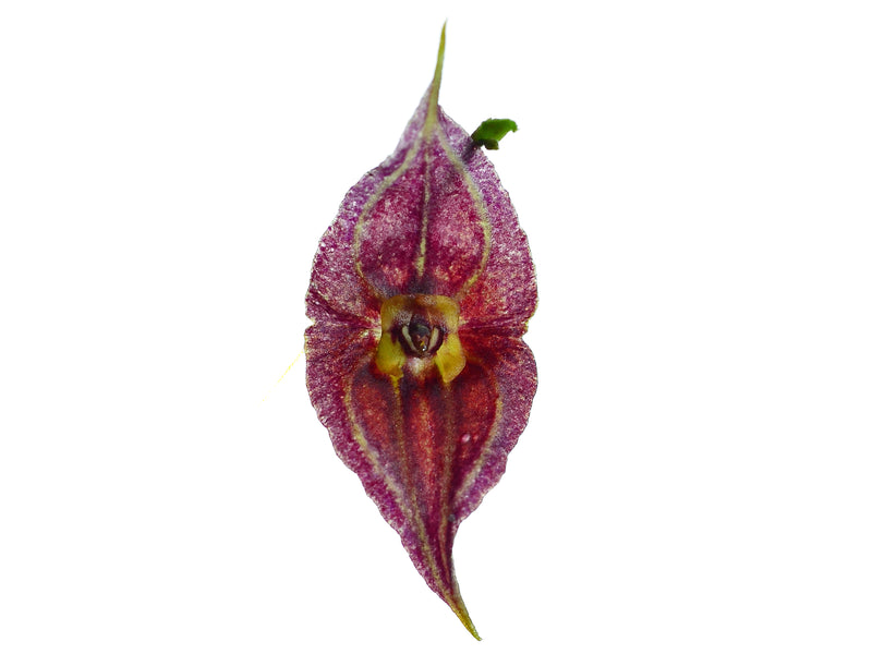 Lepanthes Sauron