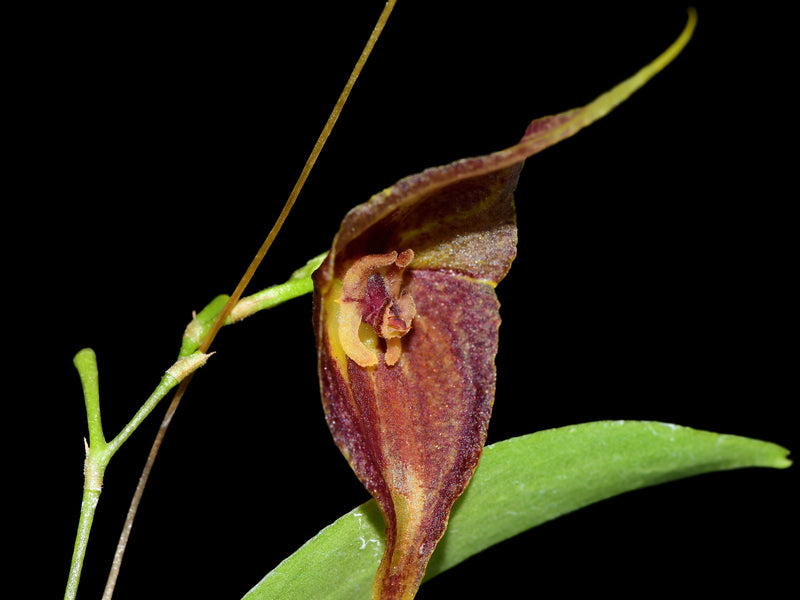 Lepanthes Sauron