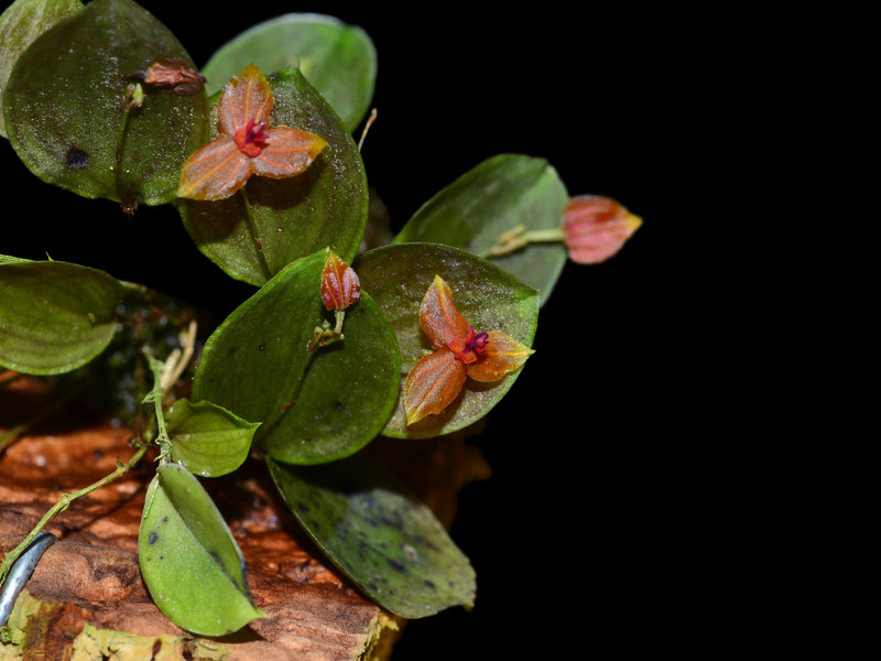 Lepanthes Sherry Bridygham