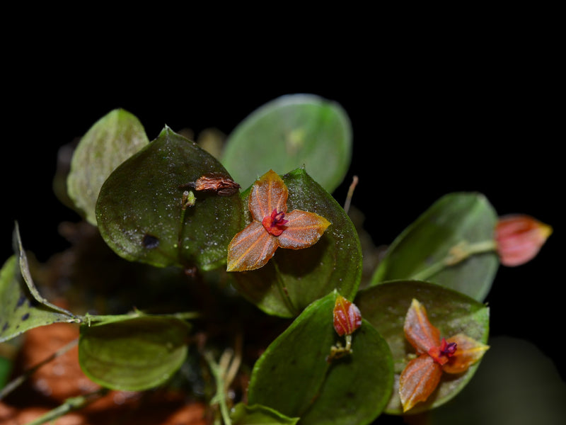 Lepanthes Sherry Bridygham