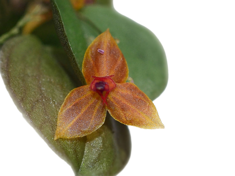 Lepanthes Sherry Bridygham