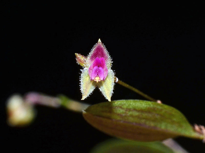 Lepanthes acarina