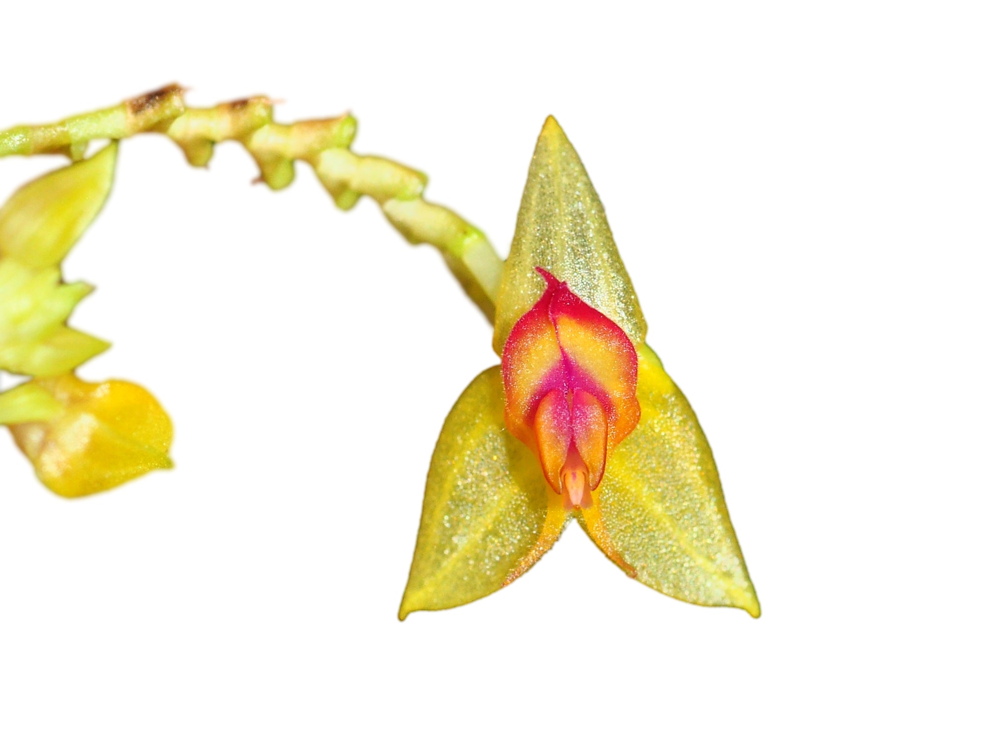 Lepanthes actias-luna