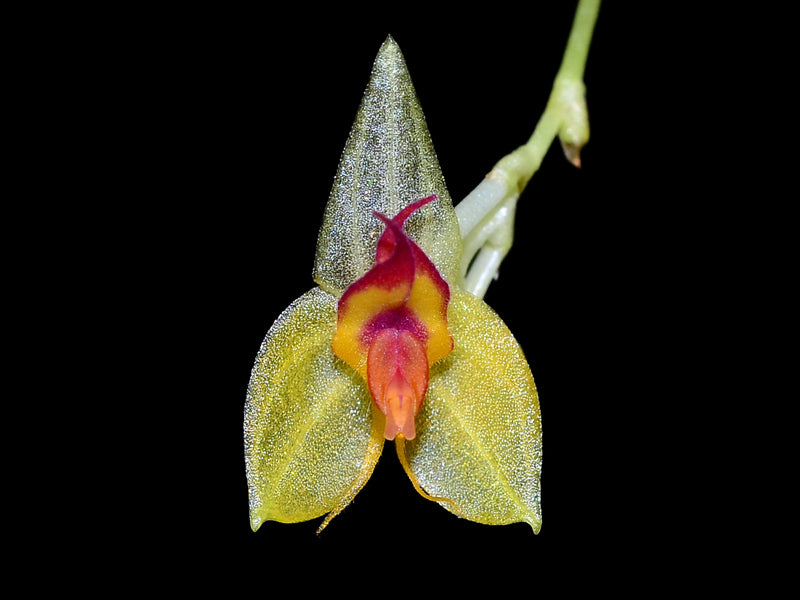 Lepanthes actias-luna
