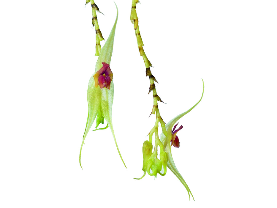 Lepanthes acutissima