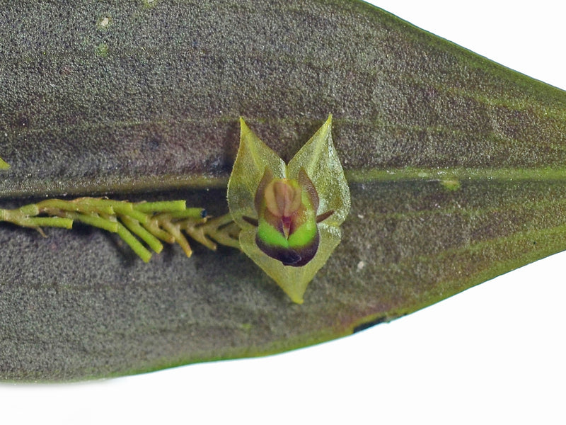 Lepanthes agglutinata