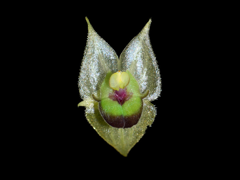 Lepanthes agglutinata