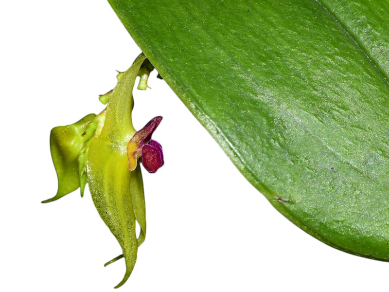 Lepanthes aguasanta