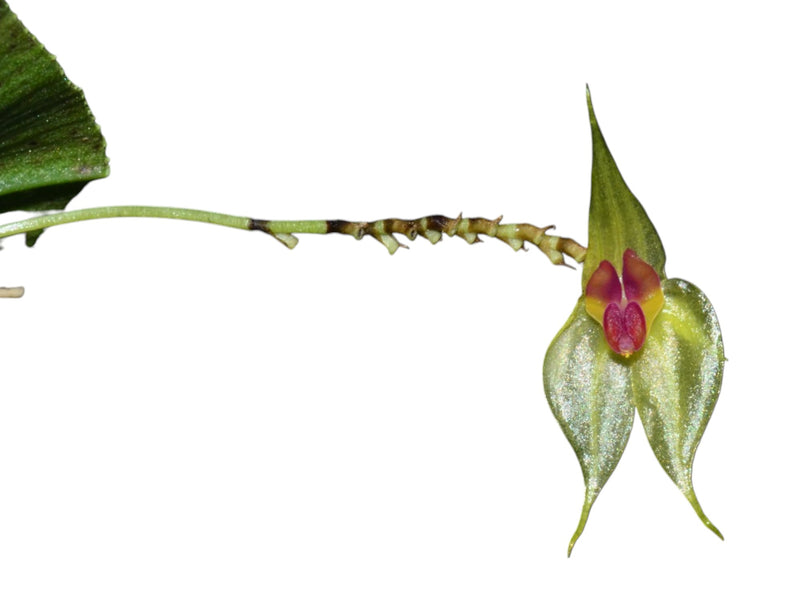 Lepanthes aguasanta