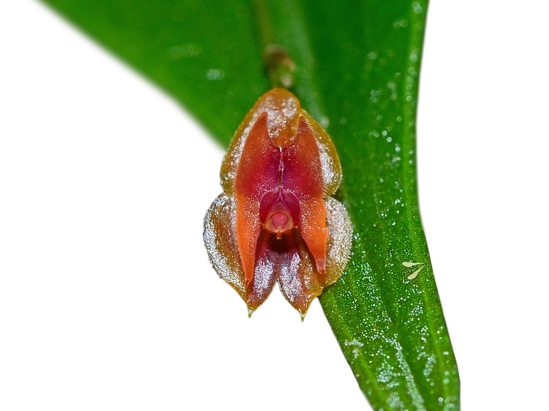 Lepanthes alkaia