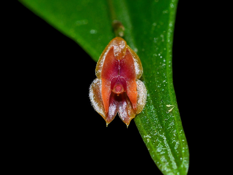 Lepanthes alkaia