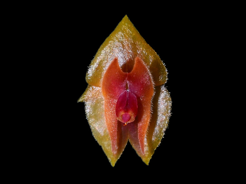 Lepanthes alkaia