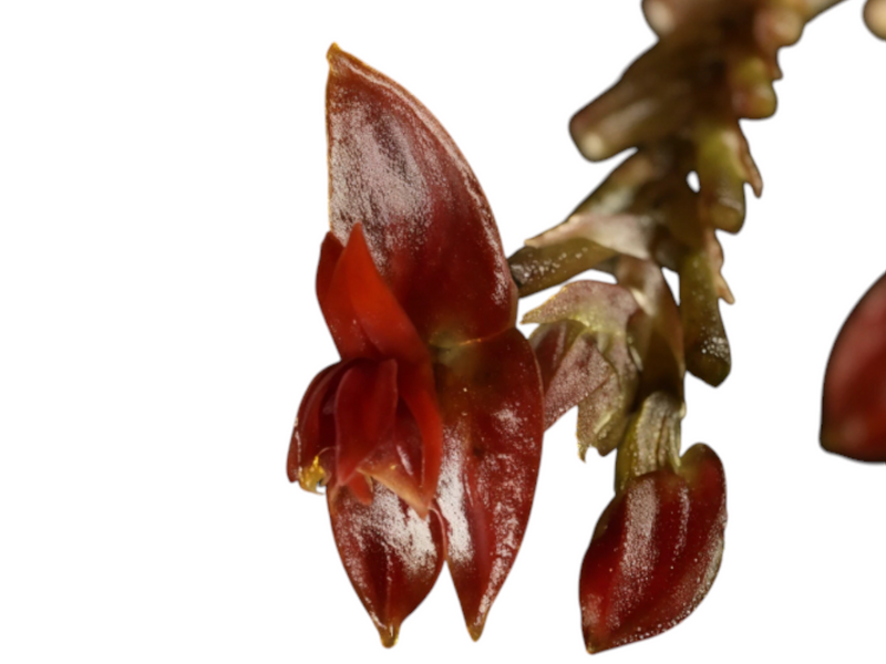 Lepanthes alopex