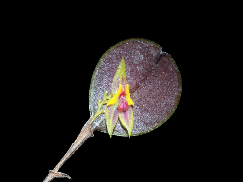 Lepanthes angulata