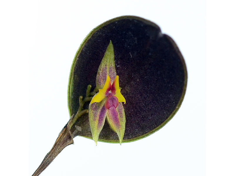 Lepanthes angulata