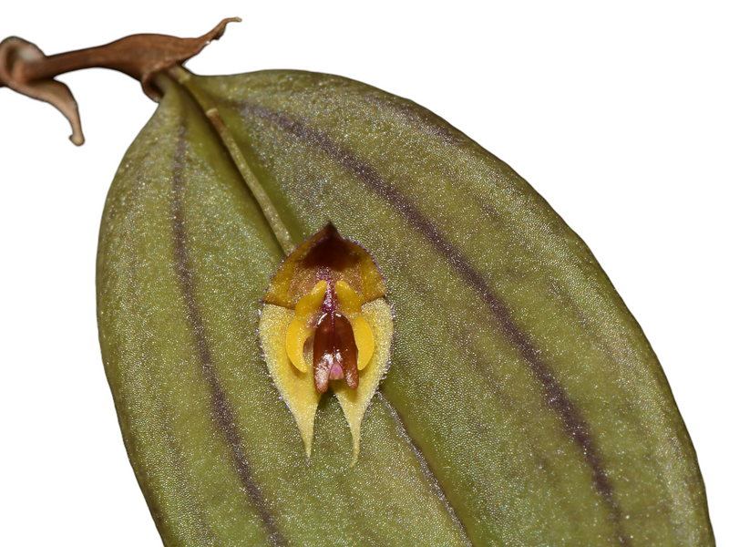 Lepanthes ansaloniae