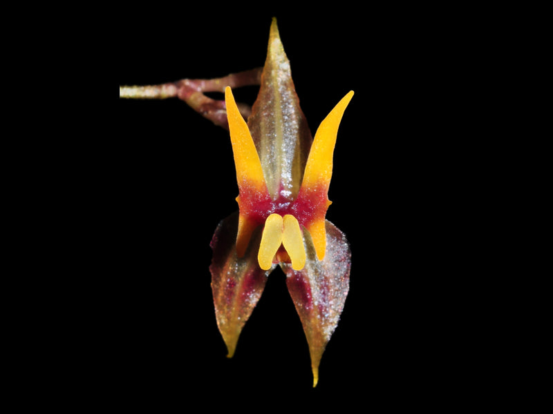 Lepanthes antennata