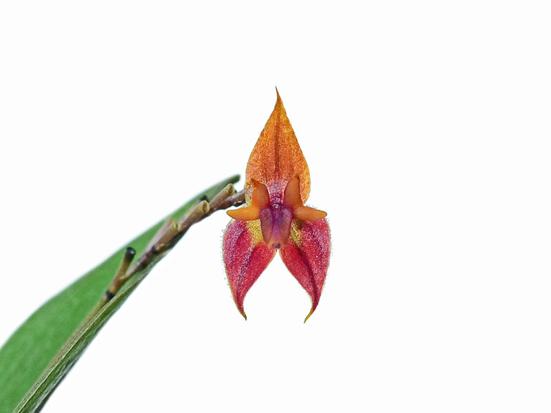 Lepanthes antilocapra