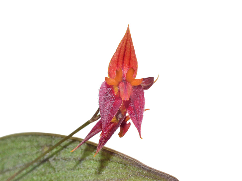 Lepanthes antilocapra