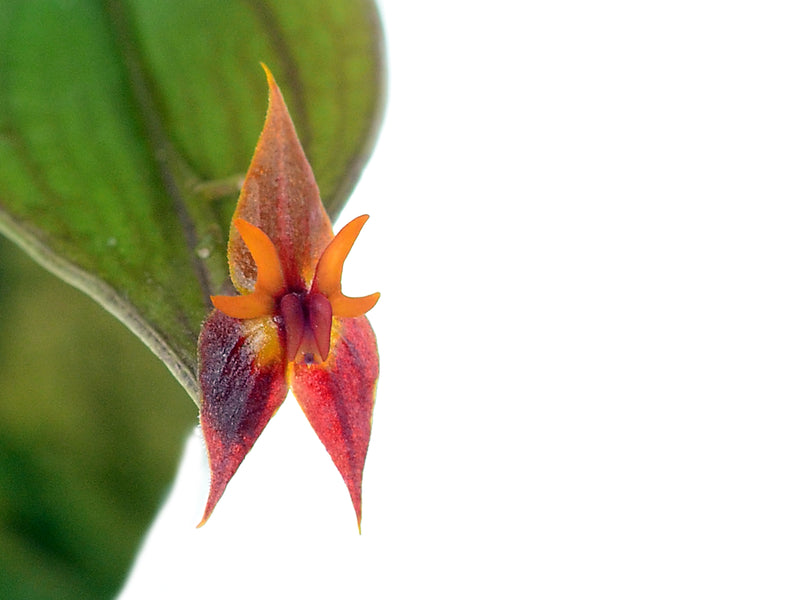 Lepanthes antilocapra