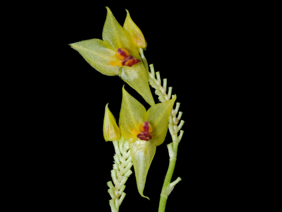 Lepanthes auriculata