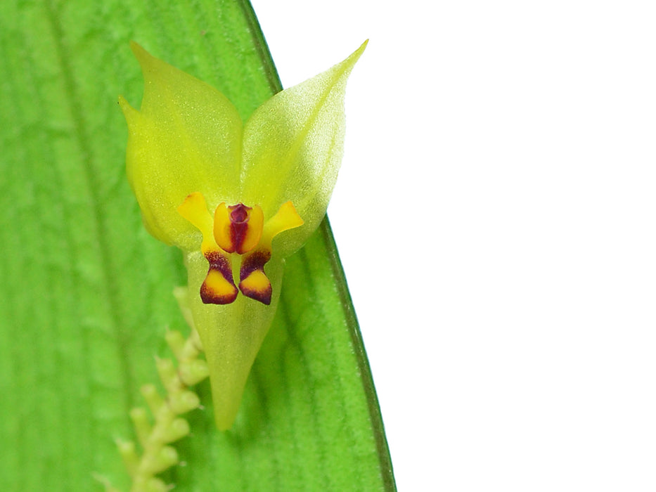 Lepanthes auriculata